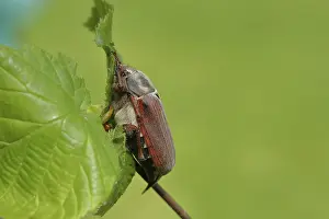 Cockchafer, field cockchafer (Melolontha melolontha)