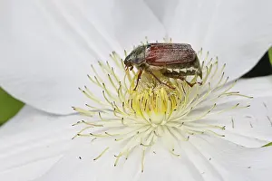 Cockchafer, field cockchafer (Melolontha melolontha)