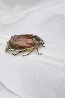 Cockchafer, field cockchafer (Melolontha melolontha)