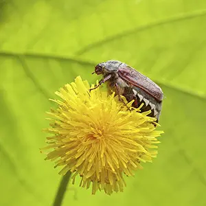 Cockchafer, field cockchafer (Melolontha melolontha)