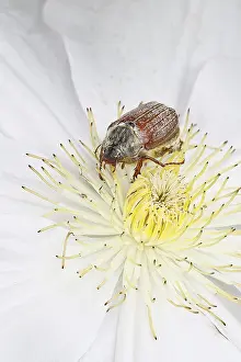 Cockchafer, field cockchafer (Melolontha melolontha)