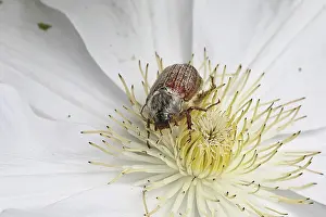 Cockchafer, field cockchafer (Melolontha melolontha)