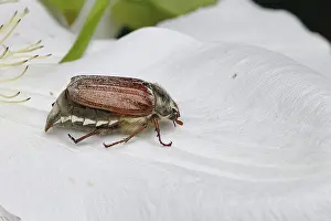 Cockchafer, field cockchafer (Melolontha melolontha)