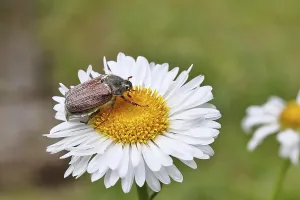 Cockchafer, field cockchafer (Melolontha melolontha)