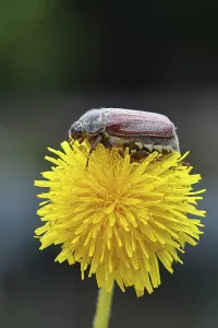 Cockchafer, field cockchafer (Melolontha melolontha)