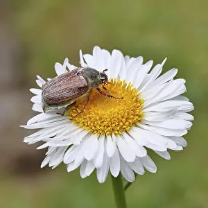 Cockchafer, field cockchafer (Melolontha melolontha)