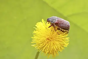 Cockchafer, field cockchafer (Melolontha melolontha)