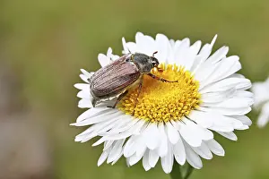 Cockchafer, field cockchafer (Melolontha melolontha)