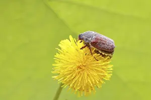 Cockchafer, field cockchafer (Melolontha melolontha)