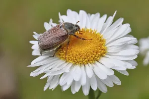 Cockchafer, field cockchafer (Melolontha melolontha)