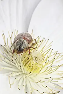 Cockchafer, field cockchafer (Melolontha melolontha)