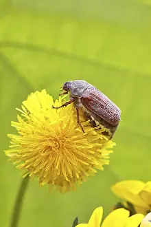 Cockchafer, field cockchafer (Melolontha melolontha)