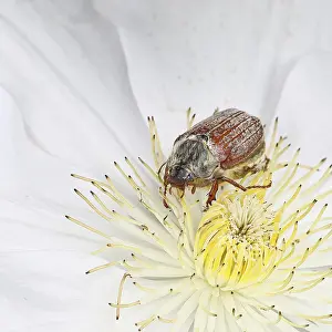 Cockchafer, field cockchafer (Melolontha melolontha)