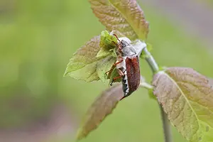 Cockchafer, forest cockchafer (Melolontha hippocastani)