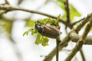 Cockchafer (Melolontha hippocastani) female on fresh oak leaves