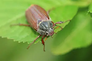 Cockchafer (Melolontha melolontha)