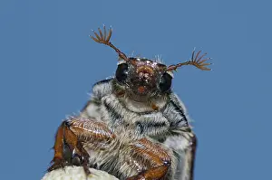 Cockchafer (Melolontha melolontha)