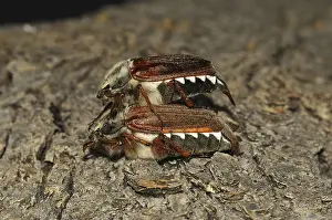Cockchafer (Melolontha melolontha)