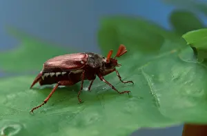 Cockchafer (Melolontha melolontha)