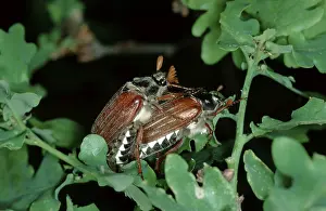 Cockchafer (Melolontha melolontha)