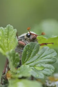 Cockchafer (Melolontha melolontha)