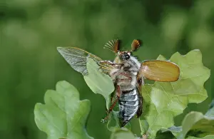Cockchafer (Melolontha melolontha)