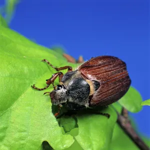 Cockchafer (Melolontha melolontha), Cockchafer