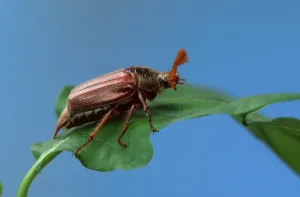 Cockchafer (Melolontha melolontha), male, Germany