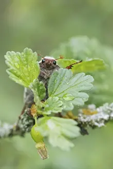 Cockchafer (Melolontha melolontha) peeping out from behind leaf