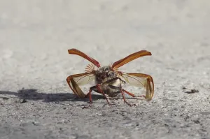 Cockchafer in front of take-off with folded up coverts and unfolded wings