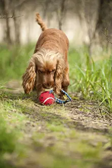 Cocker Spaniel, dog playing with a ball