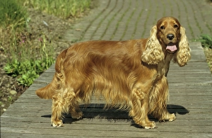 Cocker Spaniel, English Cocker Spaniel