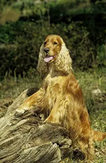 Cocker Spaniel, English Cocker Spaniel