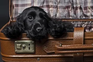 Cocker Spaniel laying its head on the edge of a suitcase