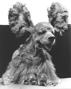Cocker Spaniel with two puppies
