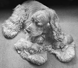Cocker Spaniel with puppies, England