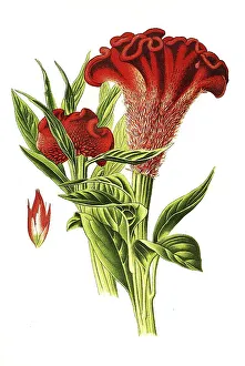 Cockscomb (Celosia) cristata, Cocks Comb