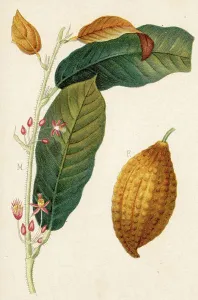 Cocoa, cocoa tree, Theobroma Cacao