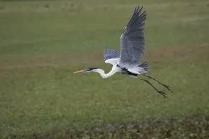 Cocoi heron (ardea cocoi), adult in flight