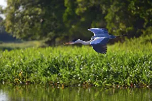 Cocoi heron (Ardea cocoi) in flight
