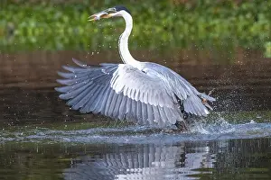 Cocoirei heron (Ardea cocoi), catching a fish