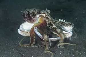 Coconut octopus (Amphioctopus marginatus) (Octopus marginatus)