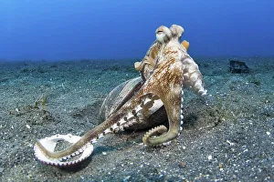 Coconut octopus (Octopus marginatus) with empty shell as shelter