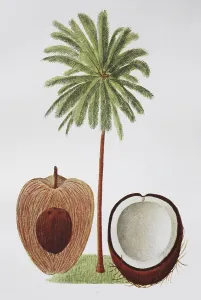 Coconut palm (Cocos nucifera), coconut palm