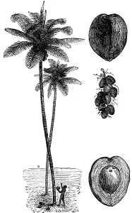 Coconut palm (Cocos nucifera) with illustrations of the coconut fruit, fruit stand and cross-section of the fruit, agriculture in the tropics, native holding coconut, travelling, New Guinea, historical illustration 1888