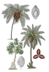 Coconut palm, Cocos nucifera (top left)
