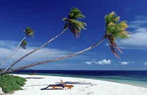 Coconut palms on a sandy beach