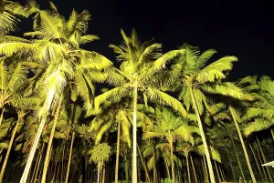 Coconut tree farm, Goa, India