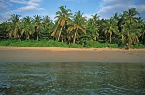 Coconut trees, beach on the island of Ko Lanta