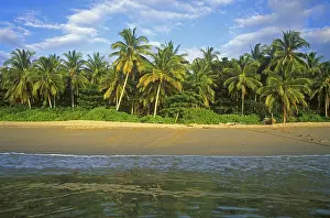 Coconut trees, beach on the island of Ko Lanta